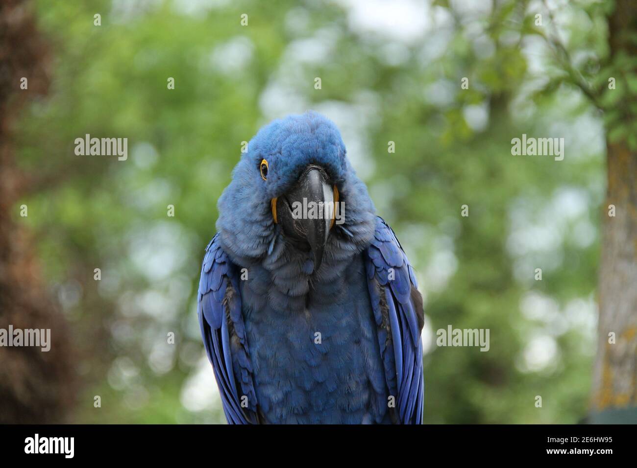 Ein freundlicher Blauer Papageienara tropischer Vogel. Stockfoto