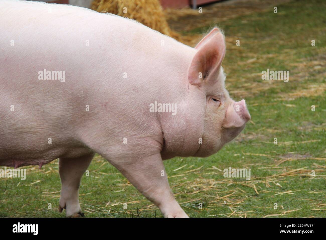 Ein Yorkshire gezüchtetes mittelweißes Sau Farm Schwein. Stockfoto