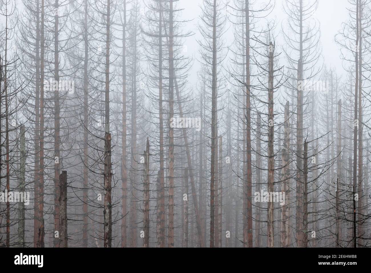 Toter Wald Harz Stockfoto