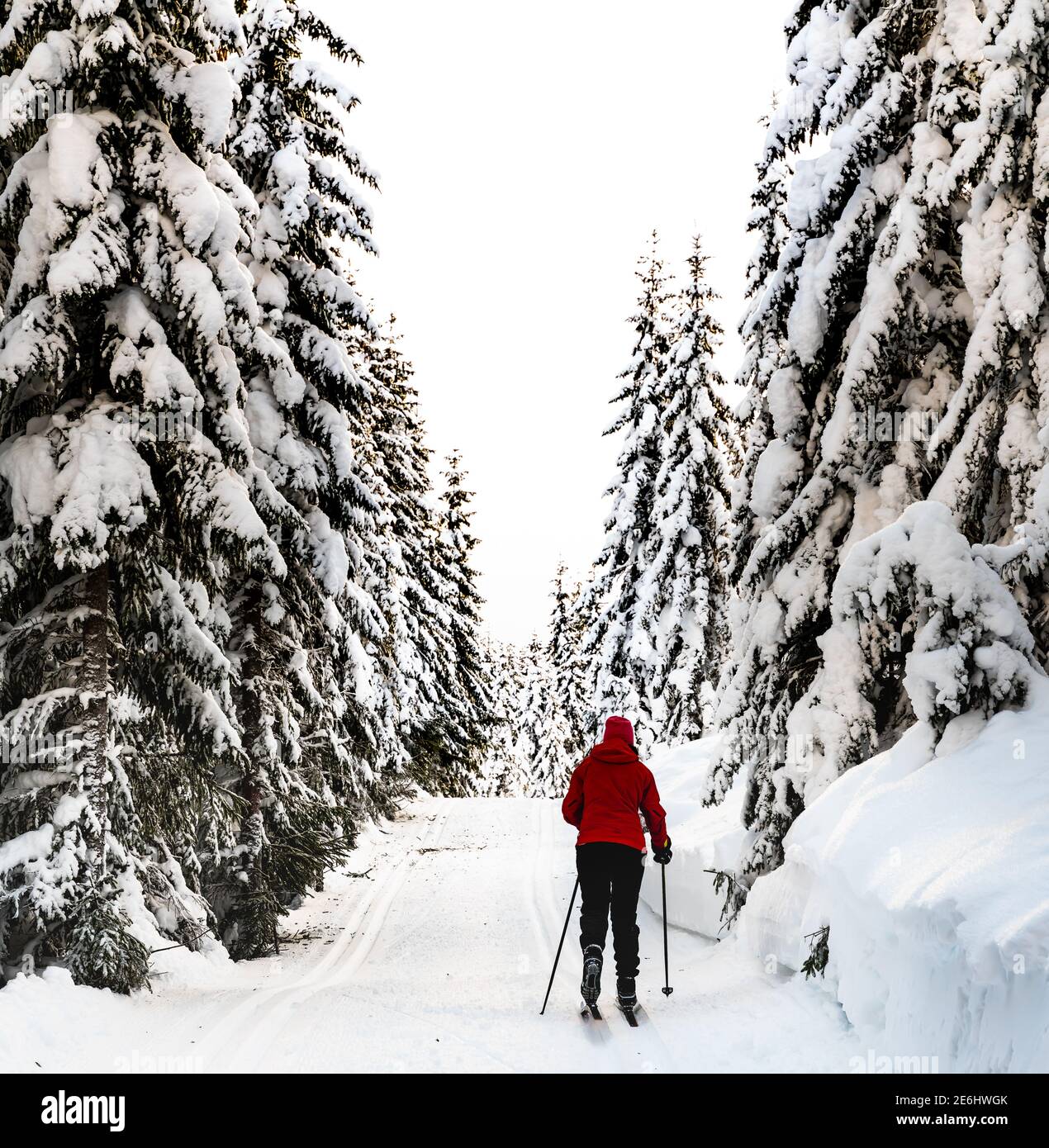 Skilanglauf durch ein wunderschönes Winterwunderland. Stockfoto
