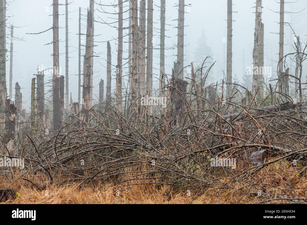 Toter Wald Harz Stockfoto