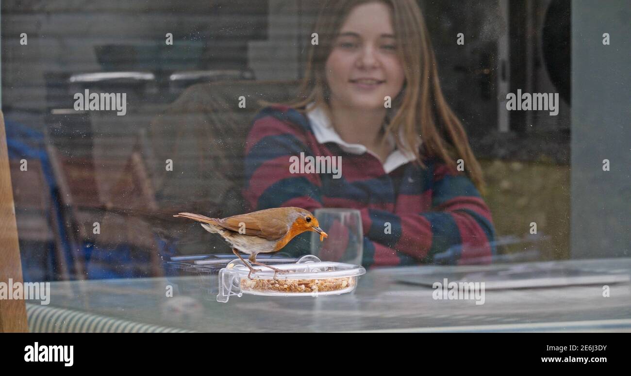 Robin, Erithacus rubecula Besuch Fensterfutterhäuschen im Garten, Norfolk Stockfoto