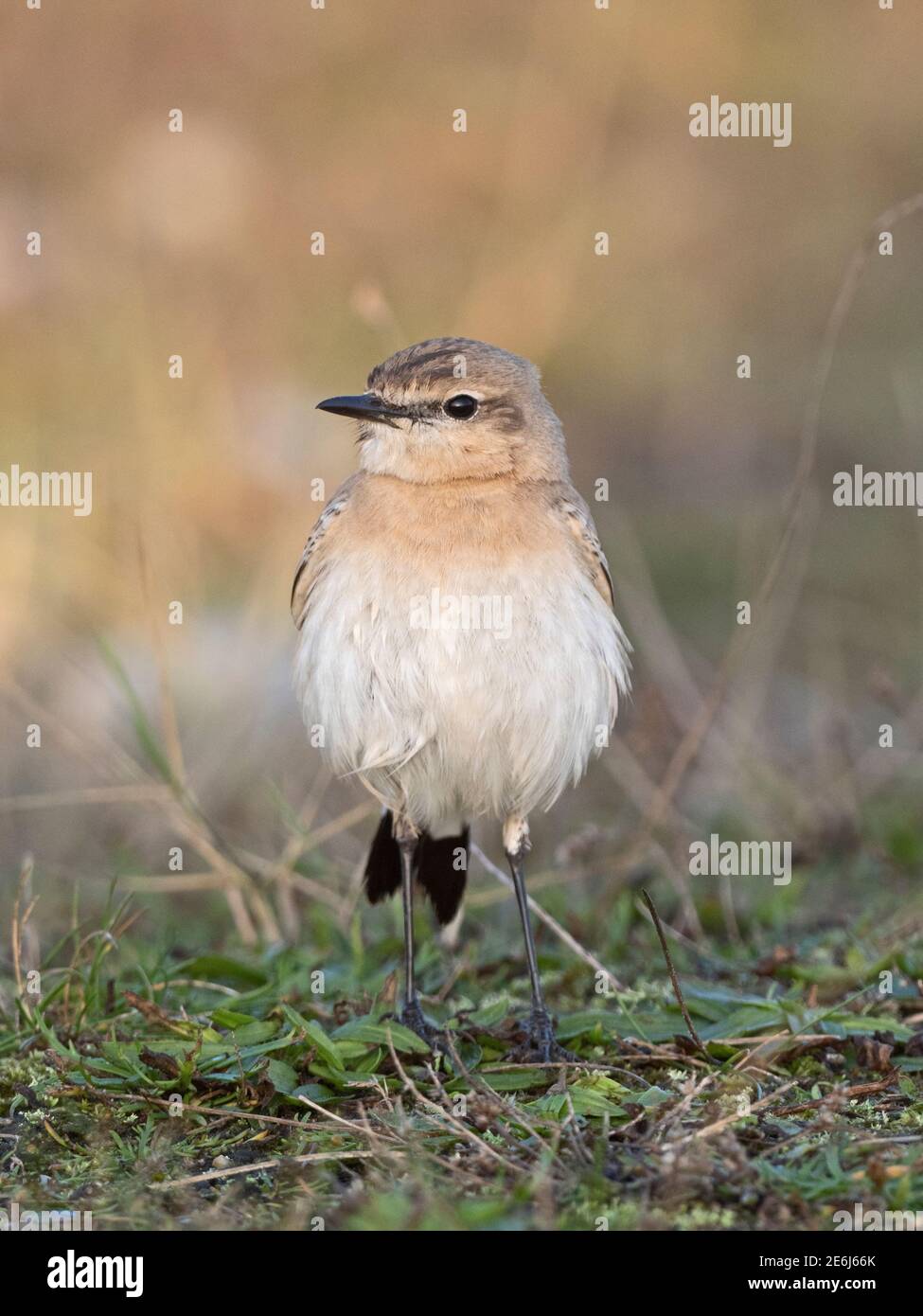 Isabelline Wheatear, Oenanthe isabellina, 1. Winter, vagrant, Cley, Norfolk Herbst 2019 Stockfoto