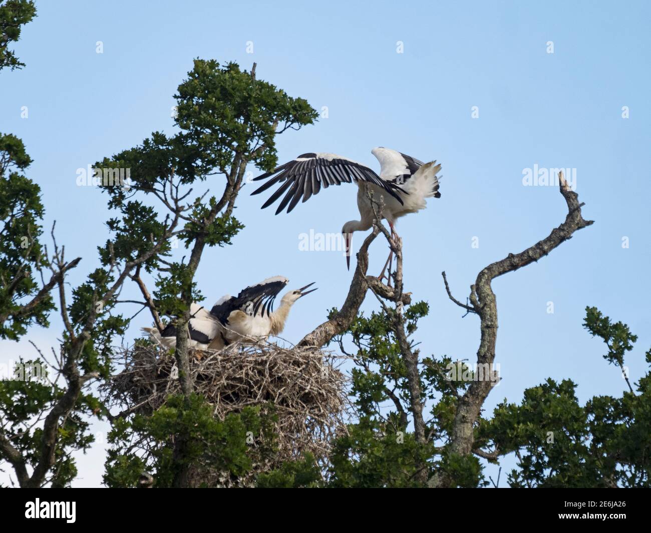 Weißer Storch, Ciconia ciconia, Nest auf dem Knepp Estate, Sussex, Juni 2020. Erwachsener, der mit drei fast flüggen Jungen am Nest ankommt. Stockfoto