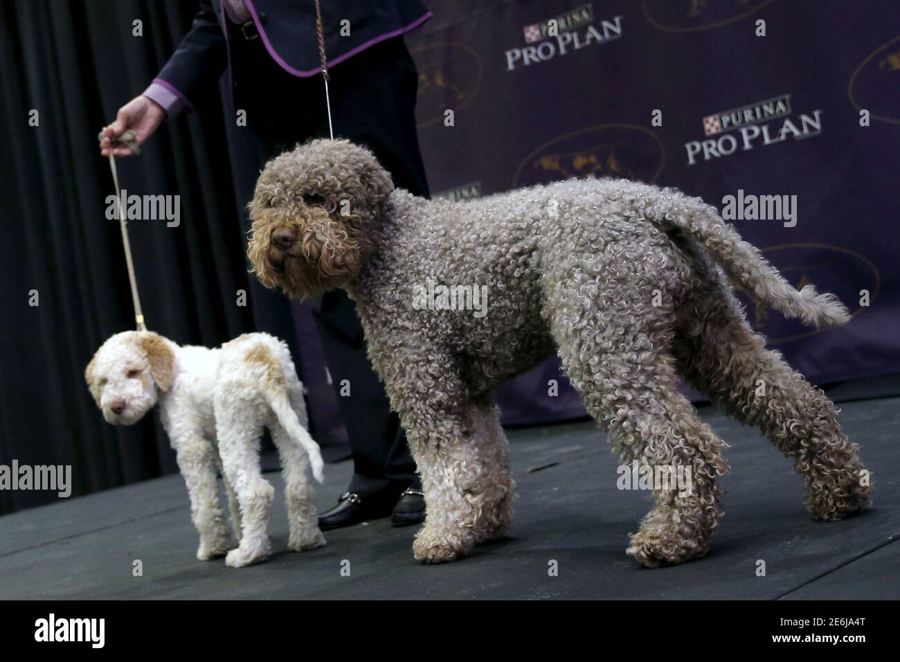 Niko, (R) ein Lagotto Romangnolo, steht mit einem Welpen derselben Rasse  auf einer Pressekonferenz, um die sieben neuen Hunderassen vorzustellen,  die an der Westminster Kennel Club Dog Show 2016 im Madison Square