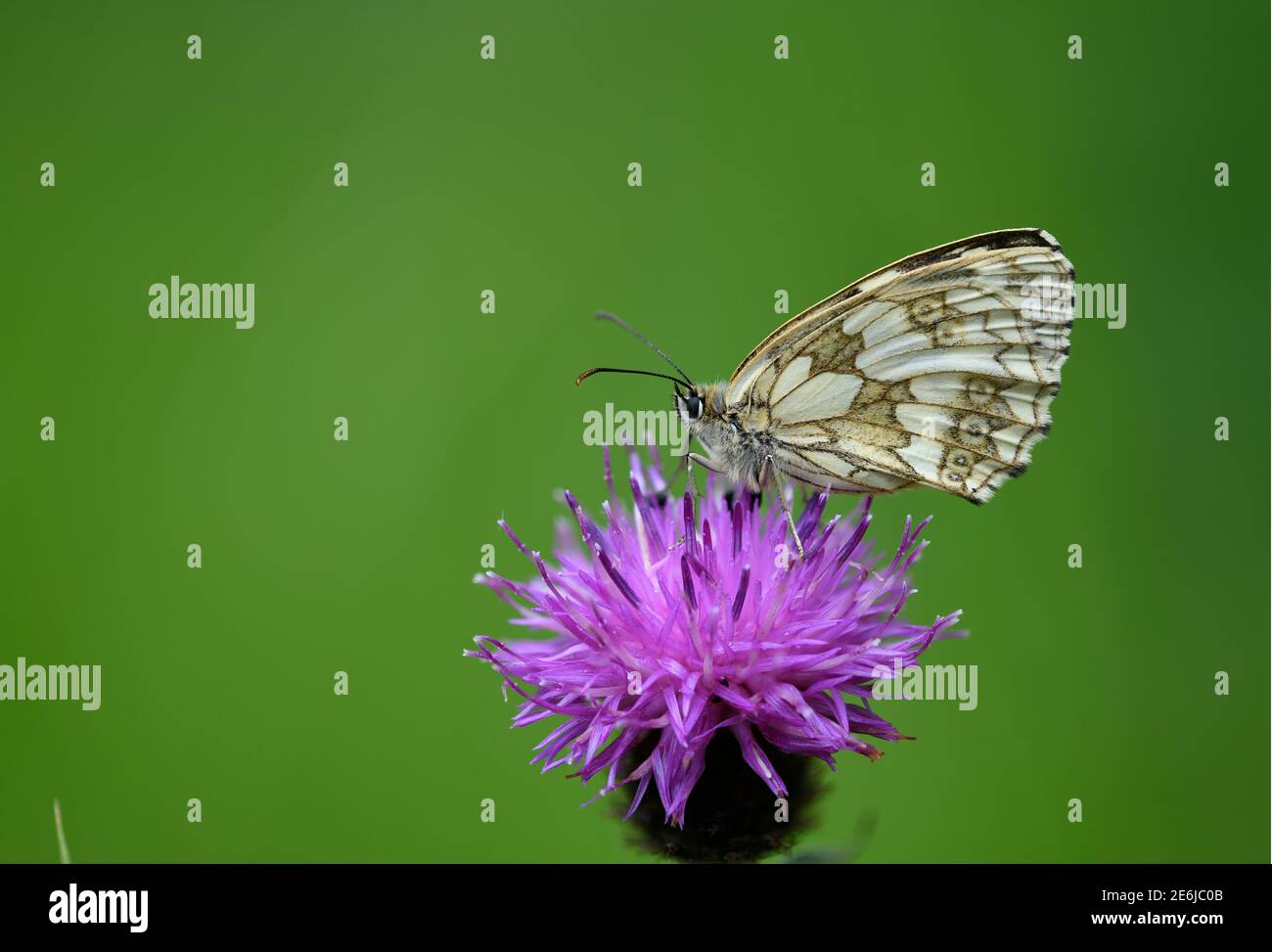 Marmorierte weiße Schmetterling: Melanargia galathea. Surrey, Großbritannien. Stockfoto