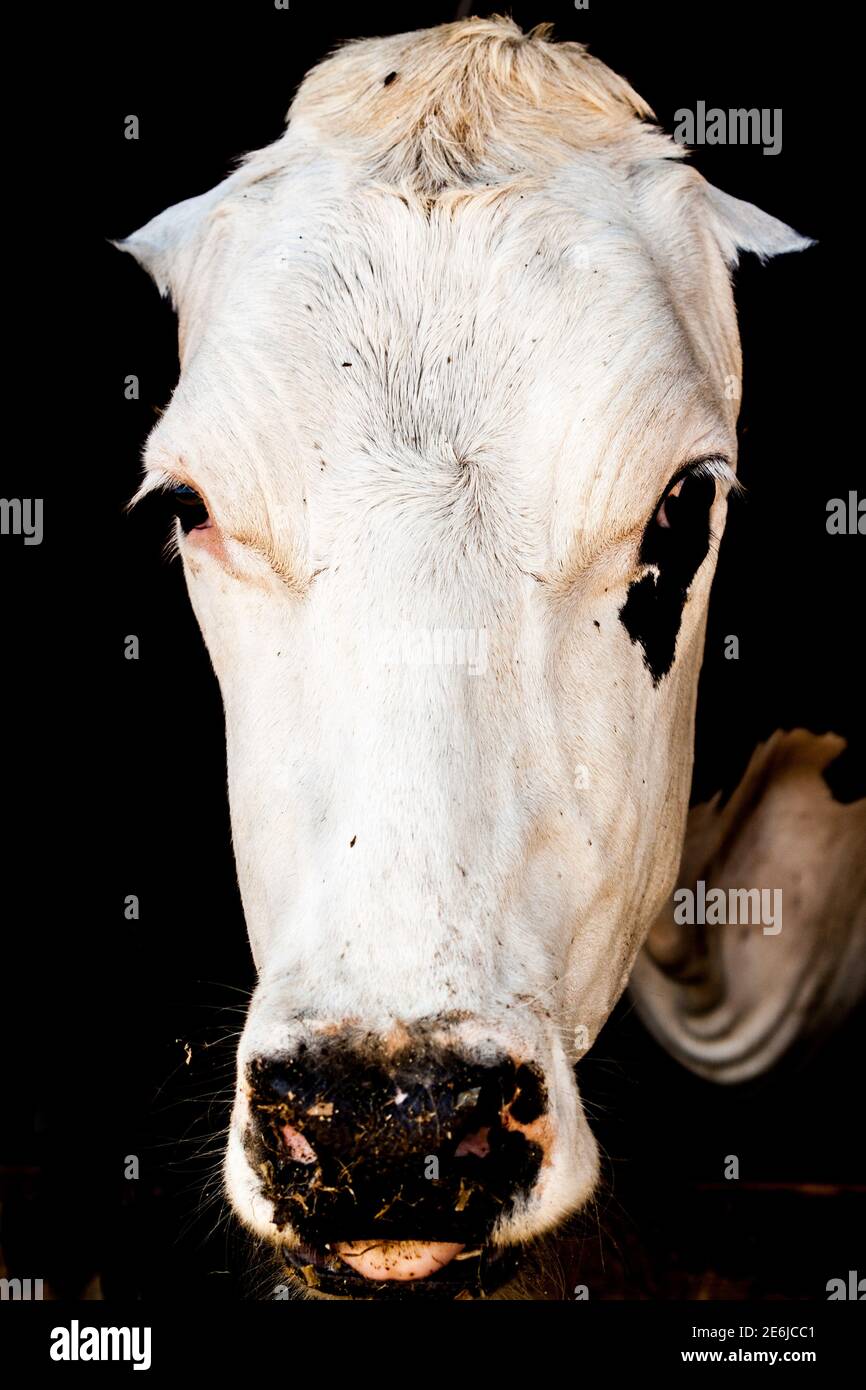 Kühe weißer Kopf mit schwarzen Augen Stockfoto