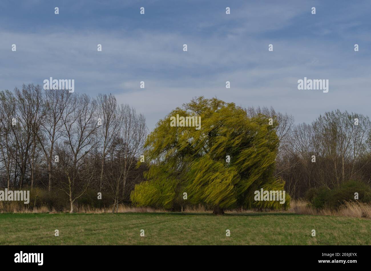 Große Baumweide mit starkem Wind Stockfoto