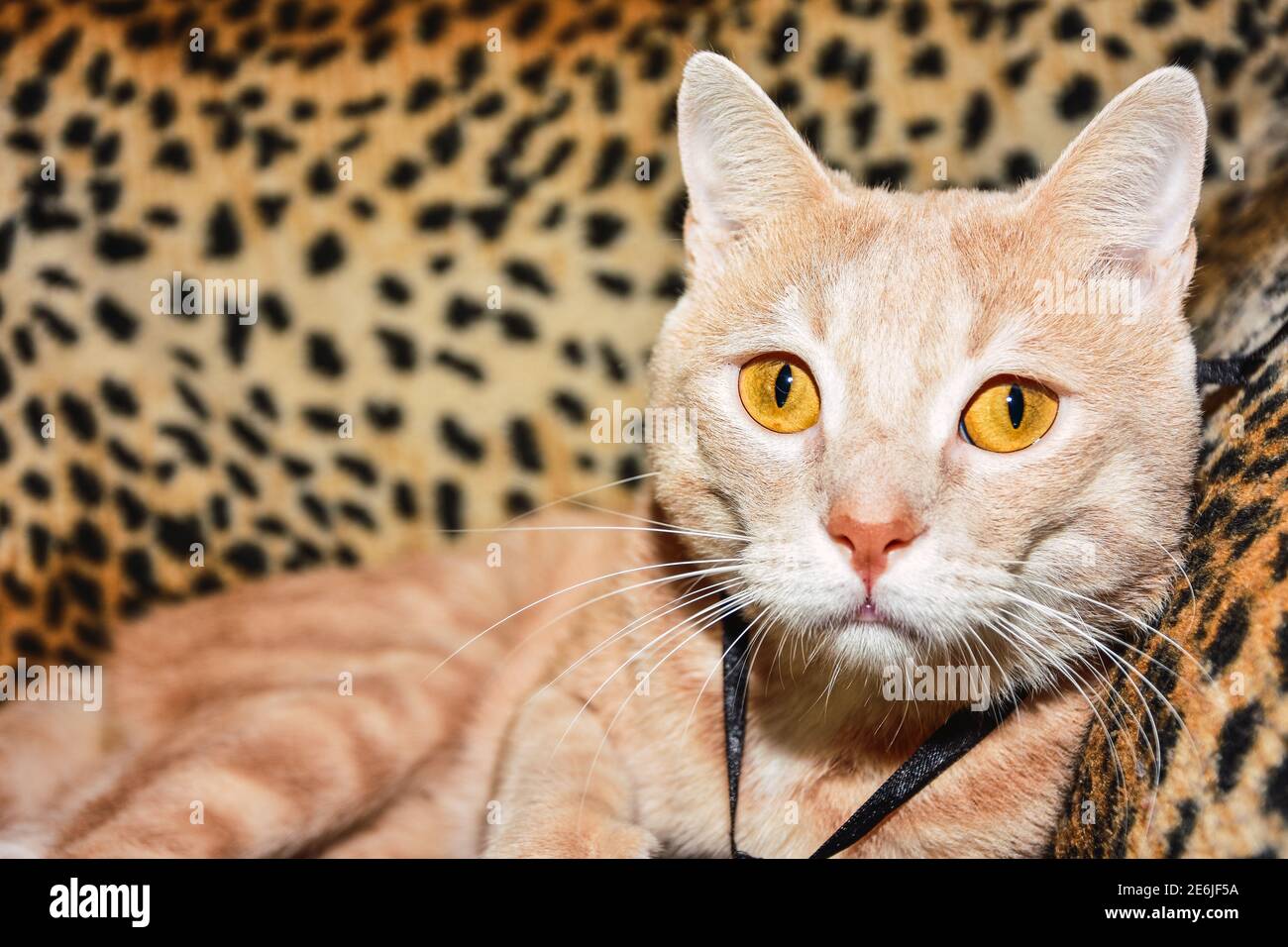 Portrait blonde Katze mit orangefarbenen Augen Blick auf die Kamera mit einem Leoparden Hintergrund. Stockfoto
