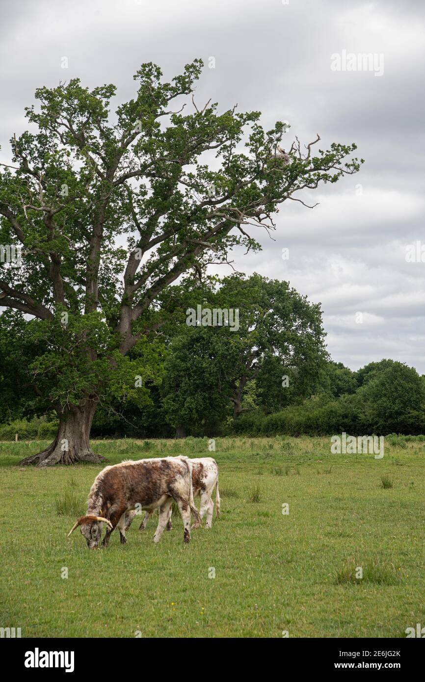 Weißer Storch: Ciconia ciconia. Nisten Sie in Eiche. Knepp Estate, Sussex, Großbritannien. 2020. Stockfoto
