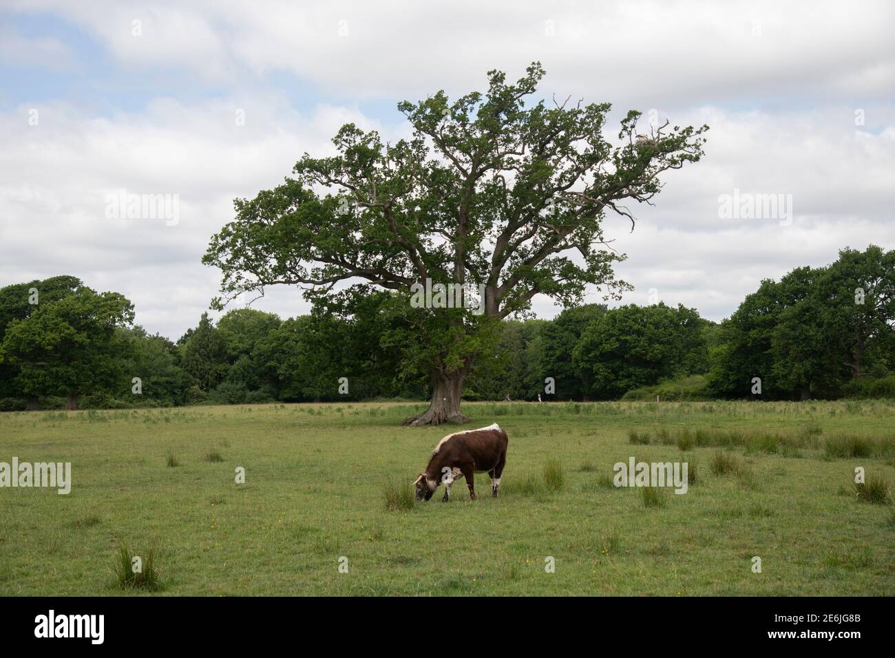 Weißer Storch: Ciconia ciconia. Nisten Sie in Eiche. Knepp Estate, Sussex, Großbritannien. 2020. Stockfoto