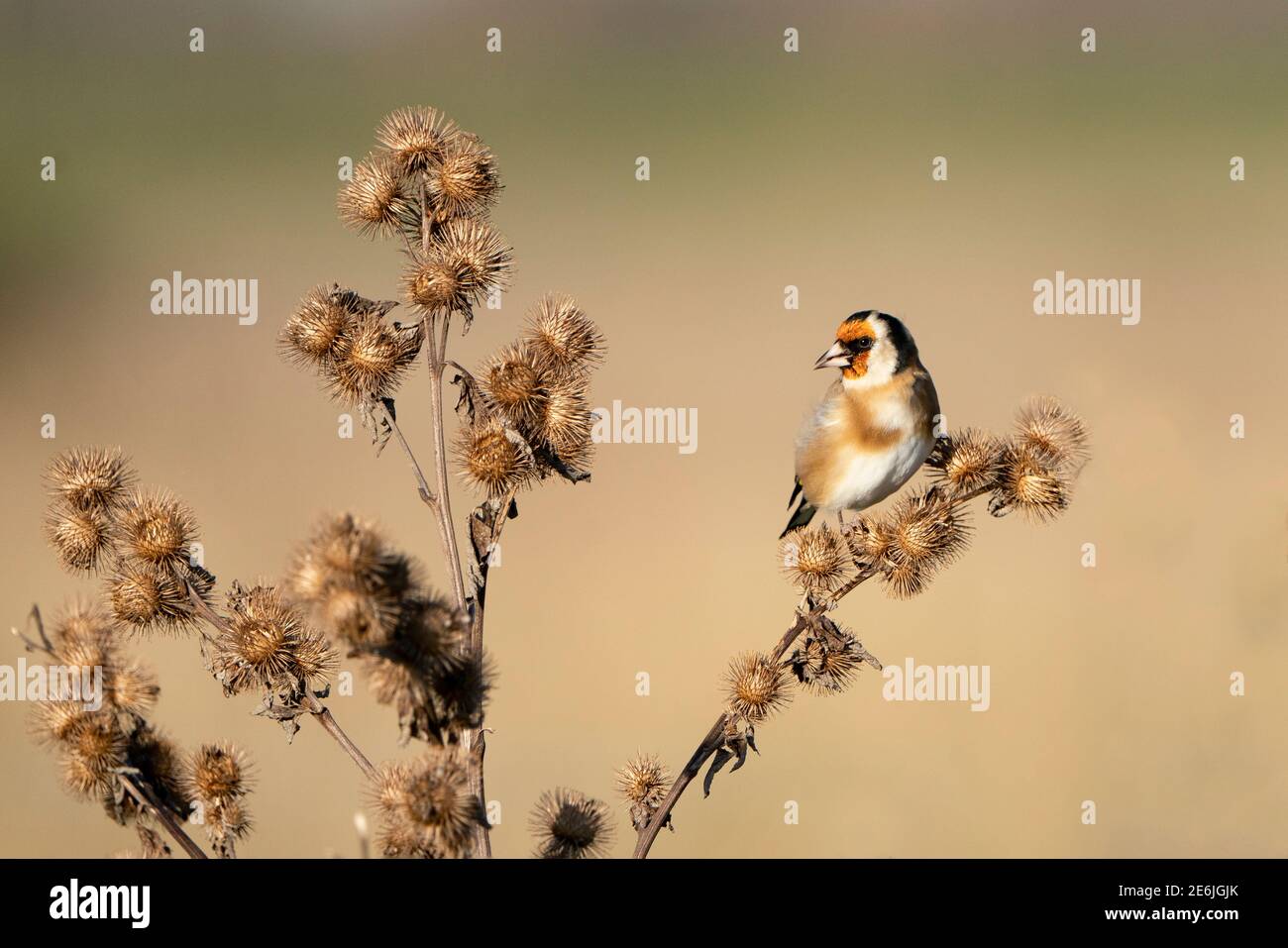 Eurasischer Goldfink, Carduelis carduelis, Fütterung von Klettenkernen, North Norfolk, Dezember Stockfoto
