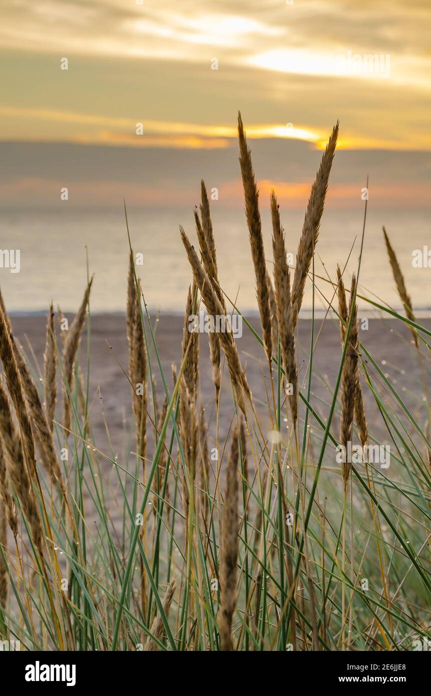 Sonnenaufgang am Strand mit Marram Gras Stockfoto