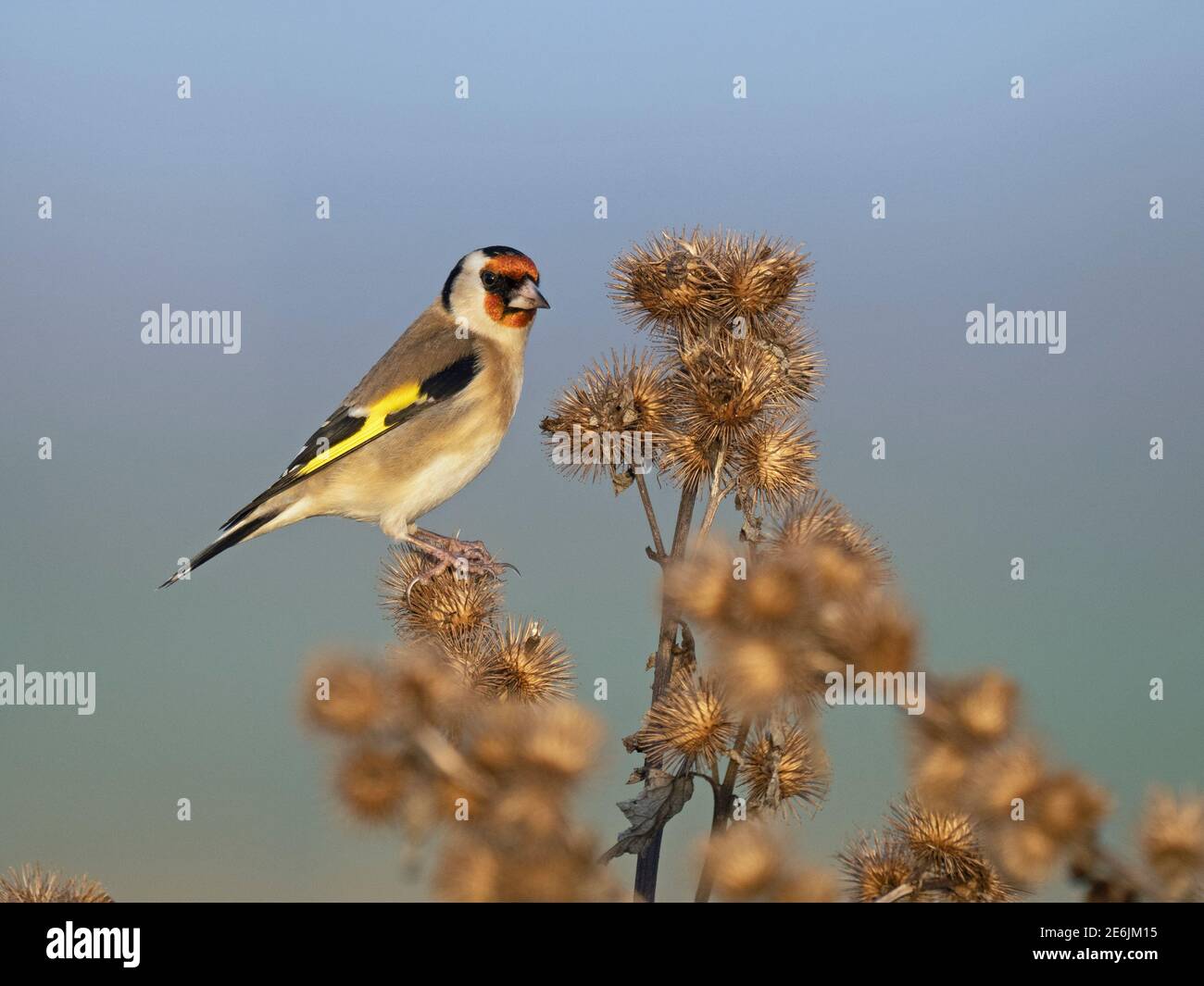 Eurasischer Goldfink, Carduelis carduelis, Fütterung von Klettenkernen, North Norfolk, Dezember Stockfoto