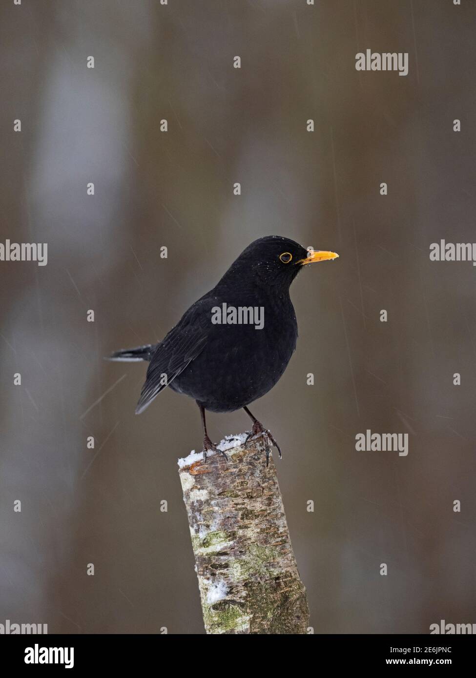 Blackbird, Turdus merula, Männchen im Garten im Winter, Norfolk, Großbritannien Stockfoto