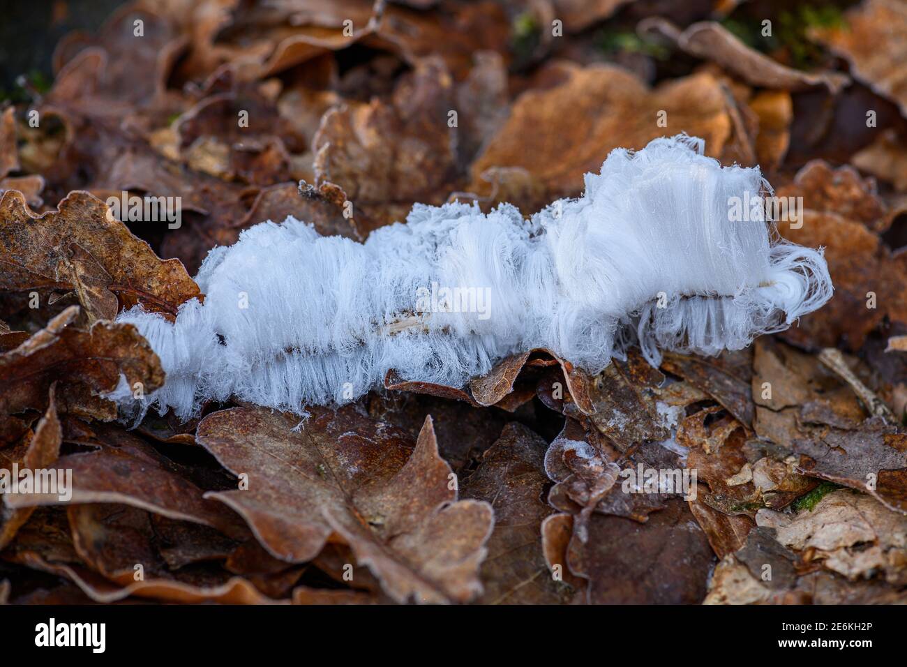 Haareis, Eishaare auf Holz, haariges Eis sehen aus wie weißes Haar, feine Eisstrukturen, strenge filamentöse Eisstrukturen Stockfoto