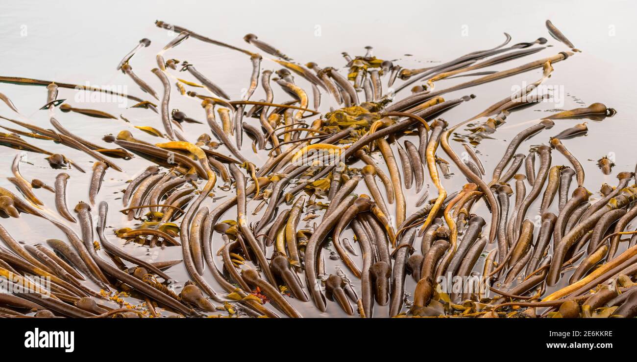 Bull Kelp (Nereocystis luetkeana) schwimmt auf der Meeresoberfläche vor der Küste von Alaska, USA. Stockfoto