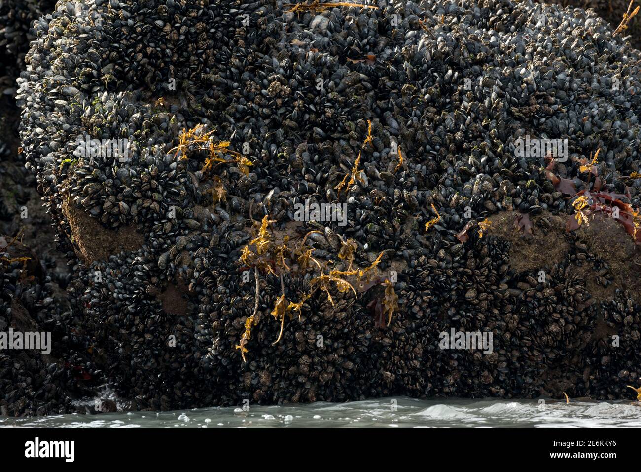 Salzwassermuscheln (Mytilidae) wachsen an der felsigen Ozeanküste von Alaska, USA. Stockfoto