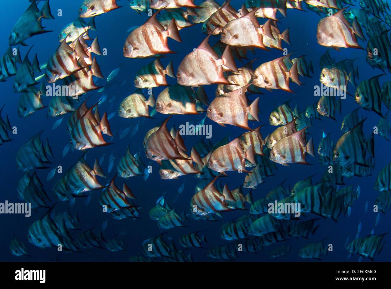 Große Schule des Atlantischen Spadfischs (Chaetodipterus faber), Schwimmen auf Cayos Cochinos Seeberge. Cayos Cochinos, Honduras Stockfoto