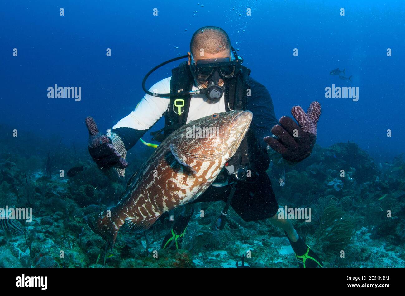 Taucher von Angesicht zu Angesicht mit einem Schwarzen Zackenbarsch (Mycteroperca bonaci), Tauchen in Cordelia Bank, Roatan, Islas de la Bahia, Honduras Stockfoto