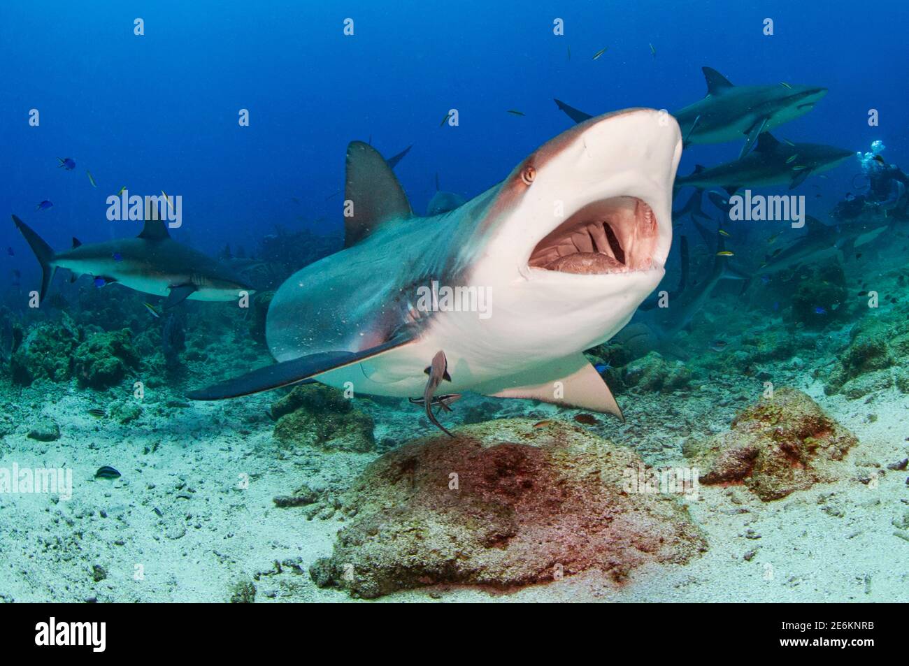 Karibischer Riffhai (Carcharhinus perezi) beim Essen mit offenem Mund und Zähnen. Cordelia Bank, Roatan, Islas de la Bahia, Honduras Stockfoto