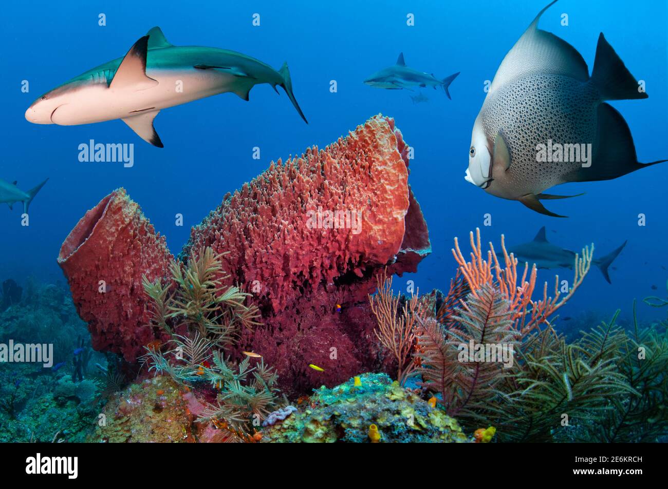 Graue Engelfische (Pomacanthus arcuatus) und karibische Riffhaie (Carcharhinus perezi) Schwimmen um einen Riesenschwamm (Xestospongia muta).Tauchen Stockfoto