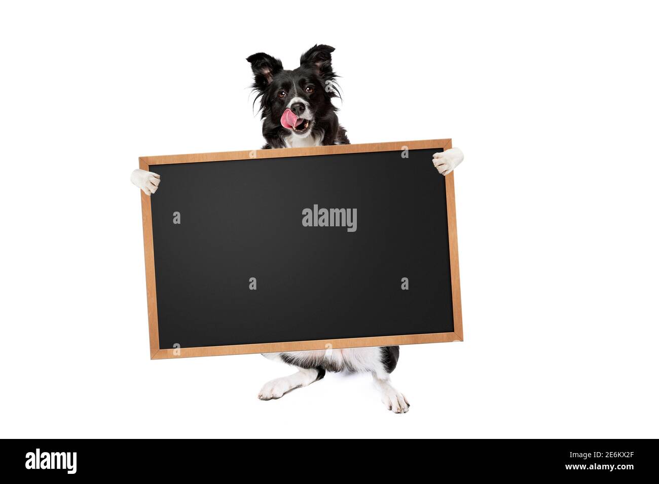 Stehende Grenze Collie Hund hält ein leeres Banner, Plakat oder Tafel, isoliert auf weißem Hintergrund Stockfoto