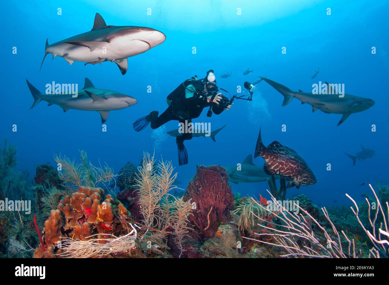Unterwasserfotograf fotografiert schwarzen Zackenbarsch (Mycteroperca bonaci), während karibische Riffhaie (Carcharhinus perezi) herumschwimmen. Tauchen Stockfoto