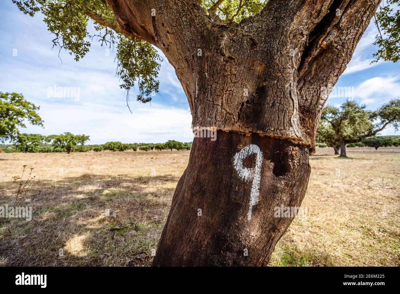 Entkleidete Rinde von Korkbaum auf Plantage in Alentejo, Portugal Stockfoto