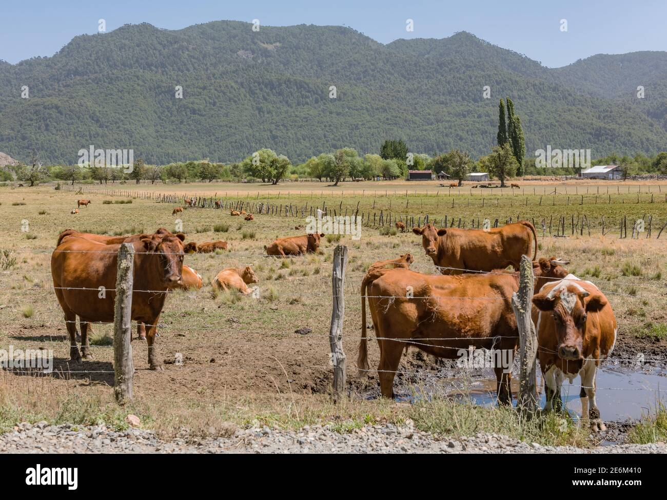 Kühe weiden und trinken auf einer Weide in der Nähe von Valparaiso, Chile Stockfoto