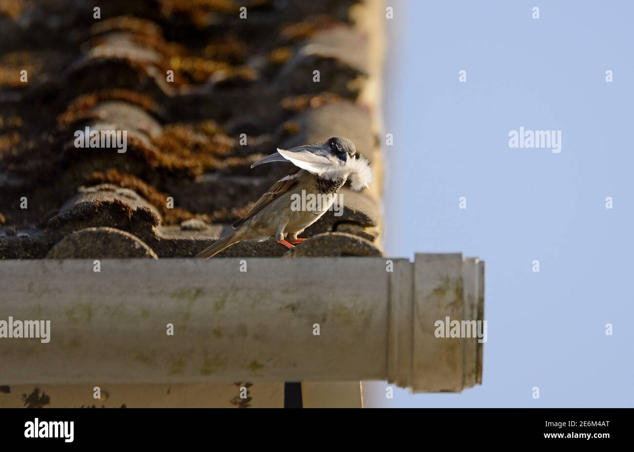 Haussparrow (Passer domesticus) Männchen mit einer Feder im Beakl, auf einem Hausdach Stockfoto