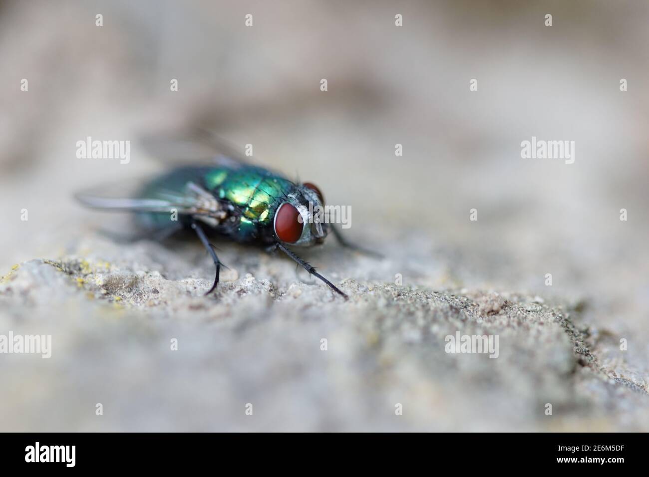 Nahaufnahme einer grünen Fliege, die auf Stein sitzt, Lucilia sericata Stockfoto