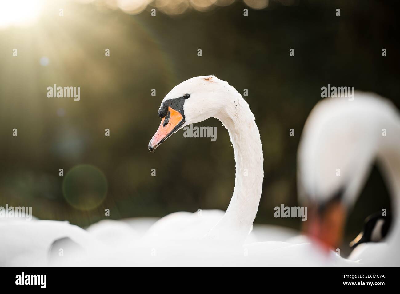 Schöne weiße Schwäne Sonnenschein Strahlen Sommer Tag Naturpark Signet Blick auf Kamera Bäume Orange Bill See Wildlife Reserve elegant Sonnenaufgang bei Sonnenuntergang Stockfoto