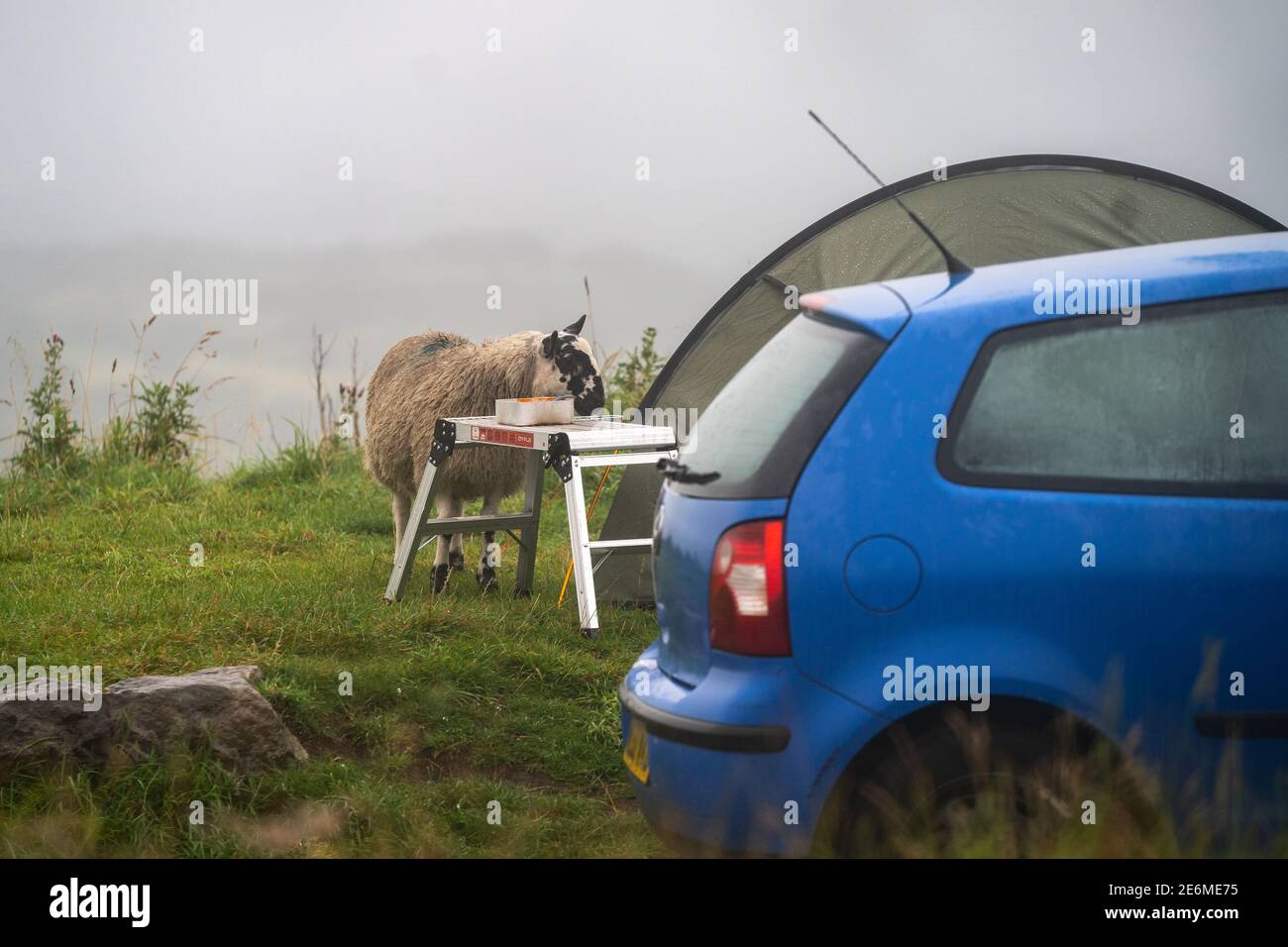 Lustige wilde Schafe Tier essen Bohnen Nahrung aus der Pfanne Tablett Auf Campingtisch über BBQ Essen gelassen, während Camper noch Schlafen im Zelt im Peak District Stockfoto