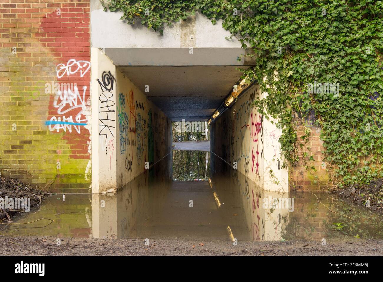 Überflutete dunkle Fußgängerunterführung mit Graffiti und Efeu über den Wänden, Reflexionen des Tunnels im Wasser. Stockfoto