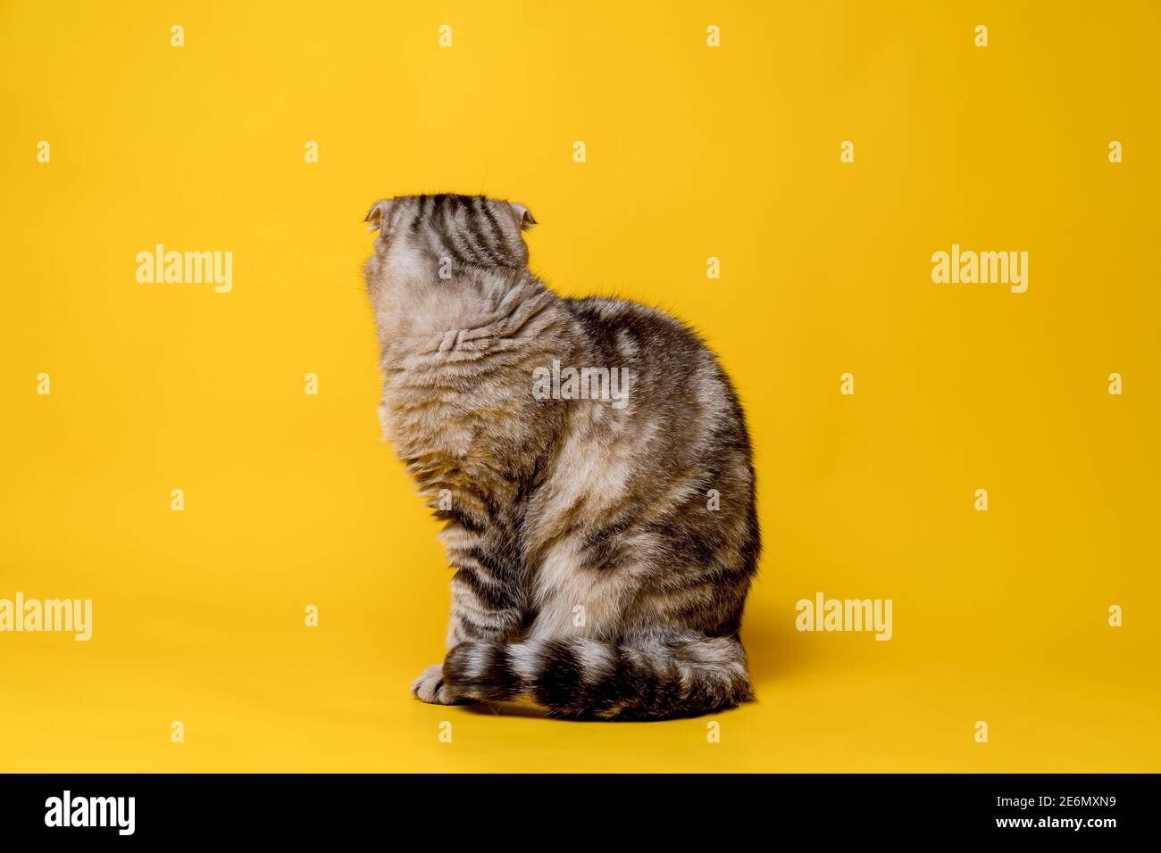Die Scottish Fold Katze war beleidigt, sie wandte sich ab und sitzt mit ihrem Rücken. Isoliert, auf gelbem Hintergrund. Lifestyle. Stockfoto
