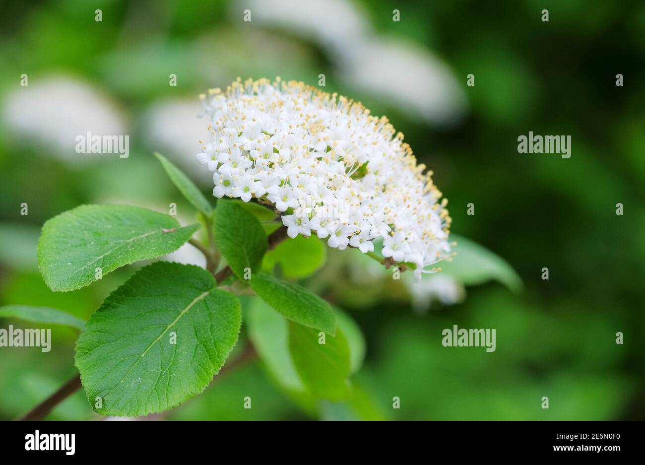 Wanderbaum (Viburnum lantana). Gewöhnlicher Wanderbaum, Baumwollbaum, Kovenbaum, kalkiger Baum, mehliger Baum, die Baumwolle, Twistwood. Weiße Blüten Stockfoto