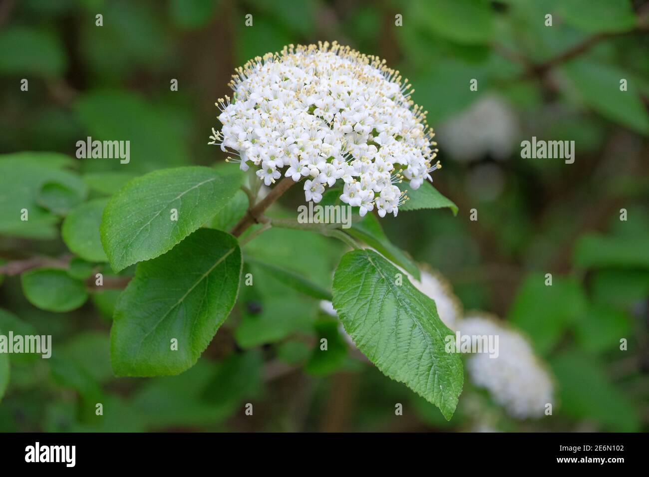 Wanderbaum (Viburnum lantana). Gewöhnlicher Wanderbaum, Baumwollbaum, Kovenbaum, kalkiger Baum, mehliger Baum, die Baumwolle, Twistwood. Weiße Blüten Stockfoto