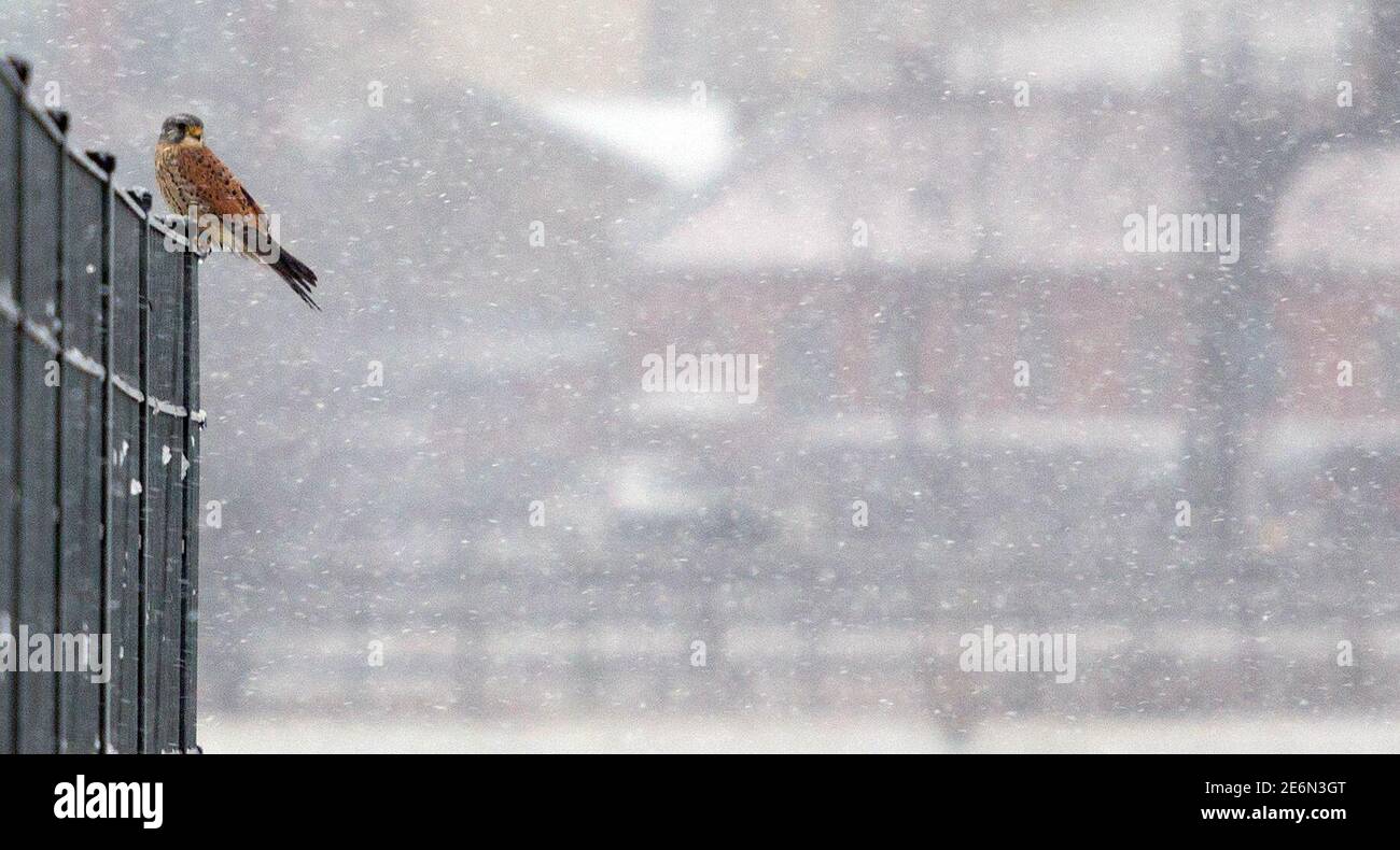 19. Januar 2021, Berlin: Ein Turmfalke (Falco tinnunculus) sitzt auf einem Zaun im dichten Schneefall im Tempelhofer Feld, dem ehemaligen Flugplatz des Flughafens Tempelhof. Foto: Hauke Schroder/dpa-Zentralbild/ZB weltweit im Einsatz Stockfoto