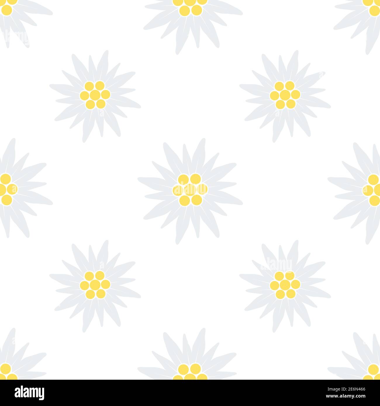 Edelweiss Blume nahtloses Muster. Vektor Blumen Textur Illustration isoliert auf weiß Stock Vektor