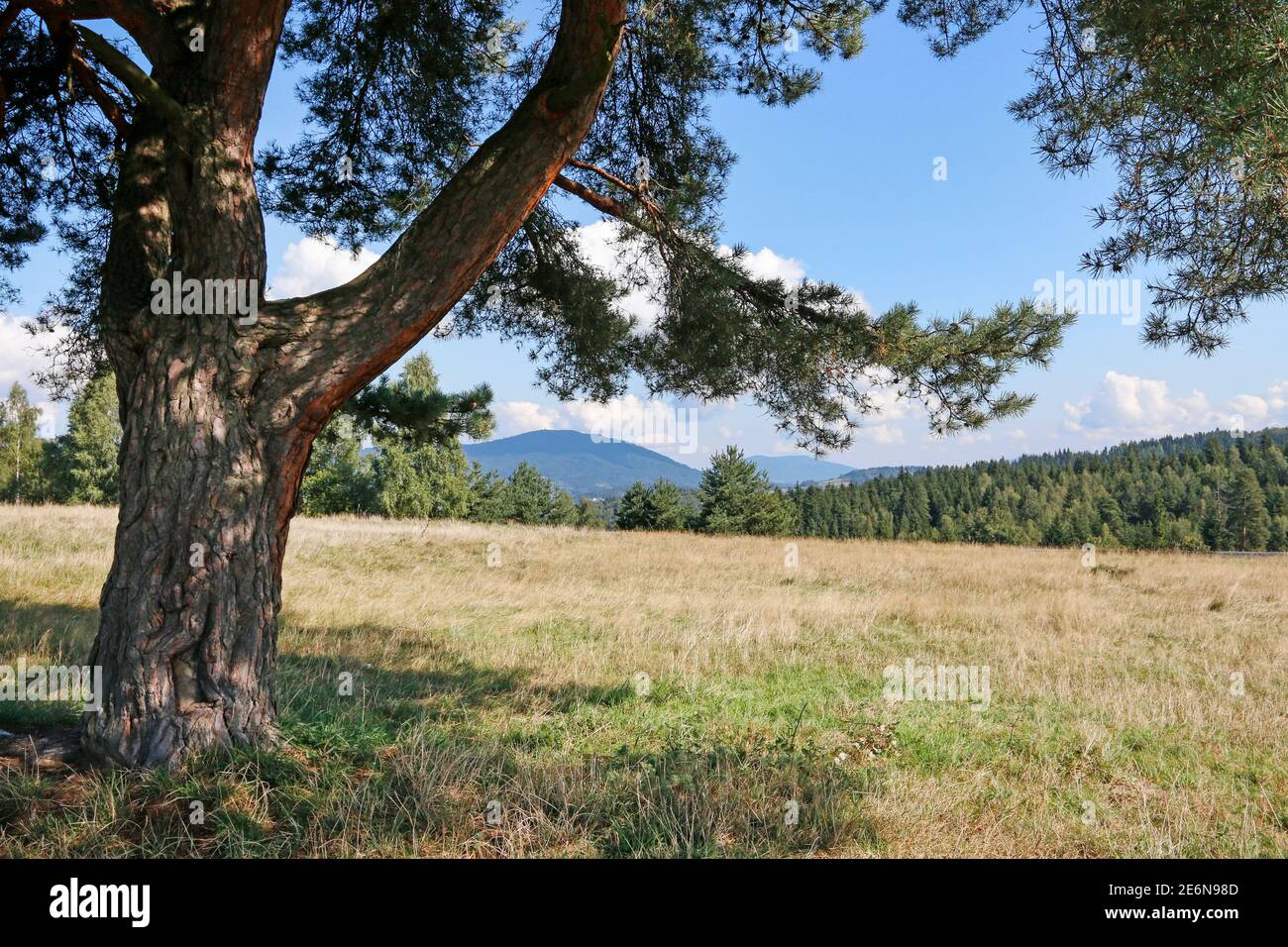 Schattiger platz unter einem baum Fotos und Bildmaterial in hoher