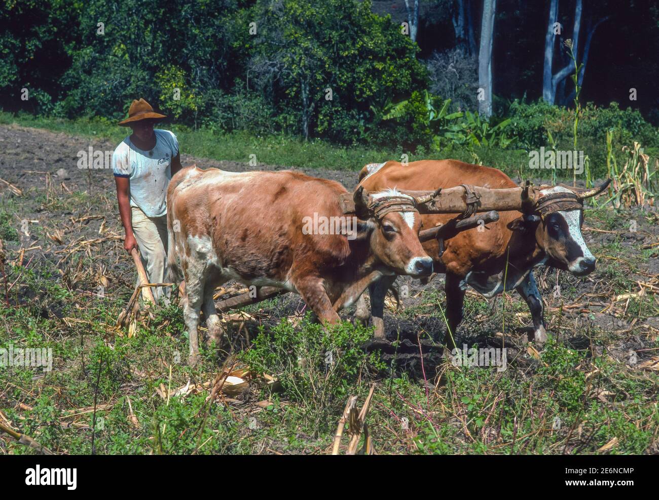 VEGA DE CHACHIQUE, TRUJILLO STATE, VENEZUELA, 1988 - man pflügt Feld mit Ochsen auf kleinen Bauernhof in den Anden. Stockfoto