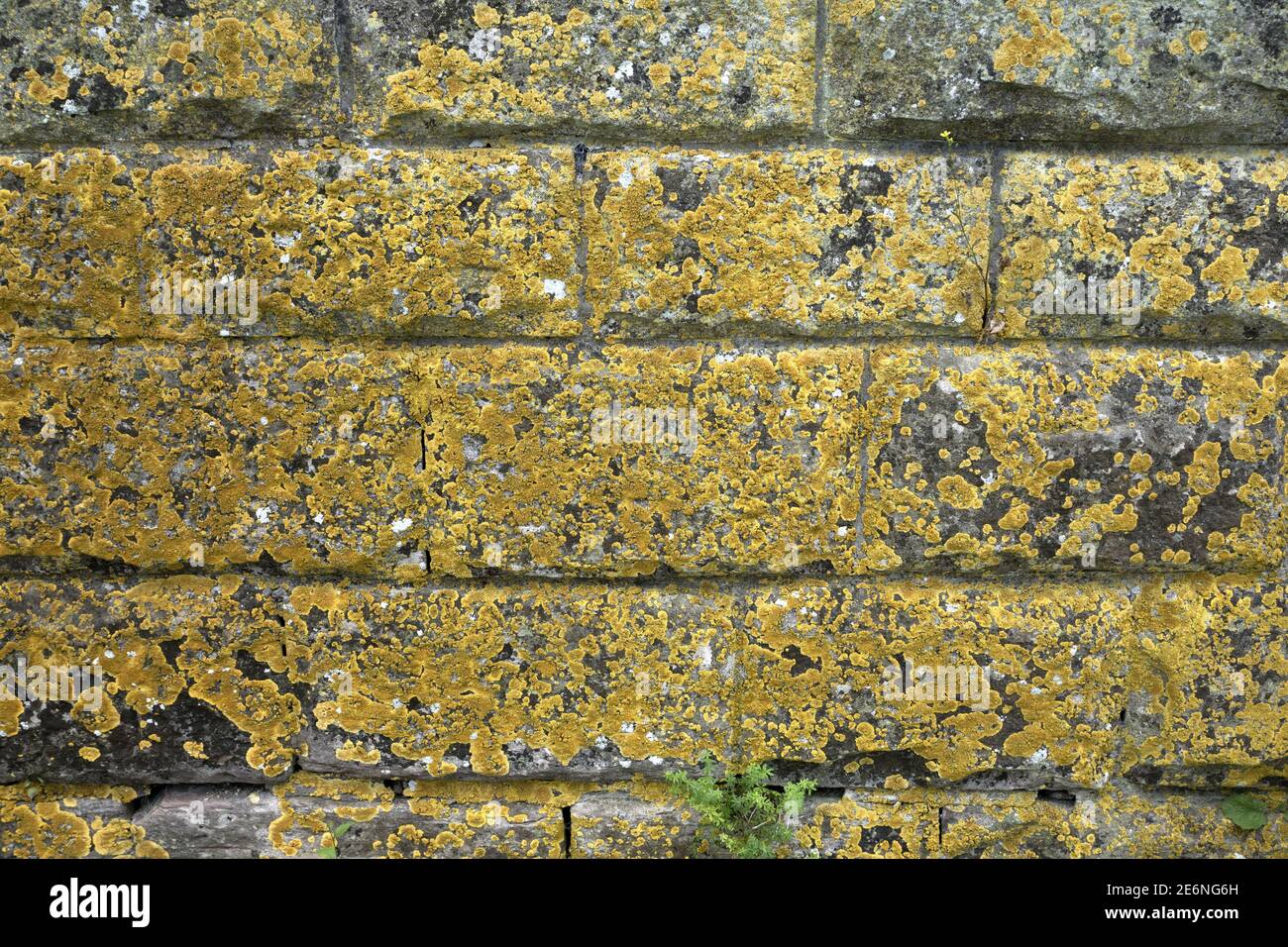Makro-Nahaufnahme Textur von gelber Flechte wächst an einer Wand, Deutschland Stockfoto
