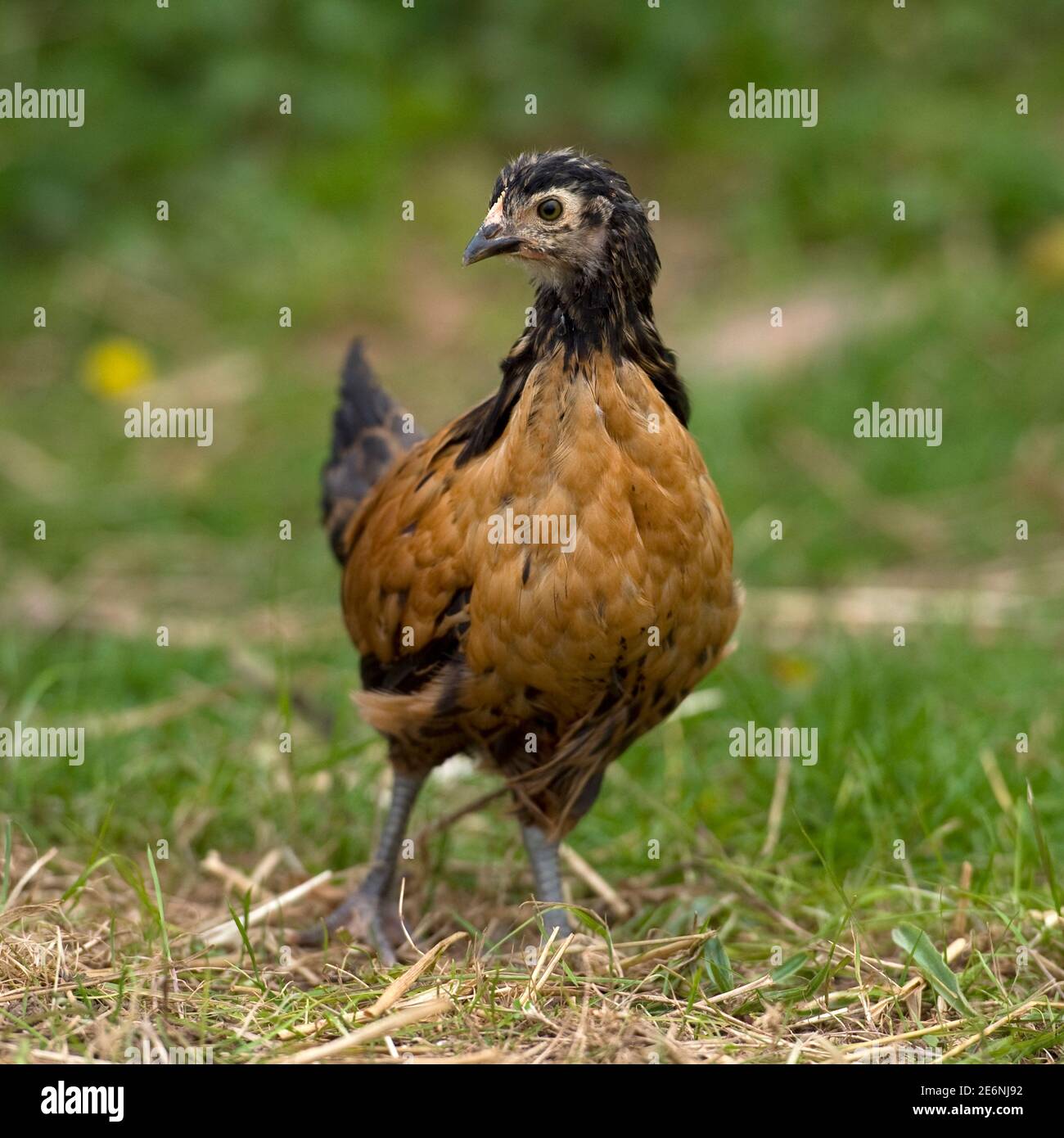 vorwerk Hähnchen Stockfoto