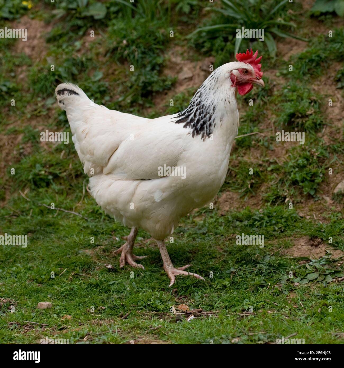 leichte Sussex-Huhn Stockfoto