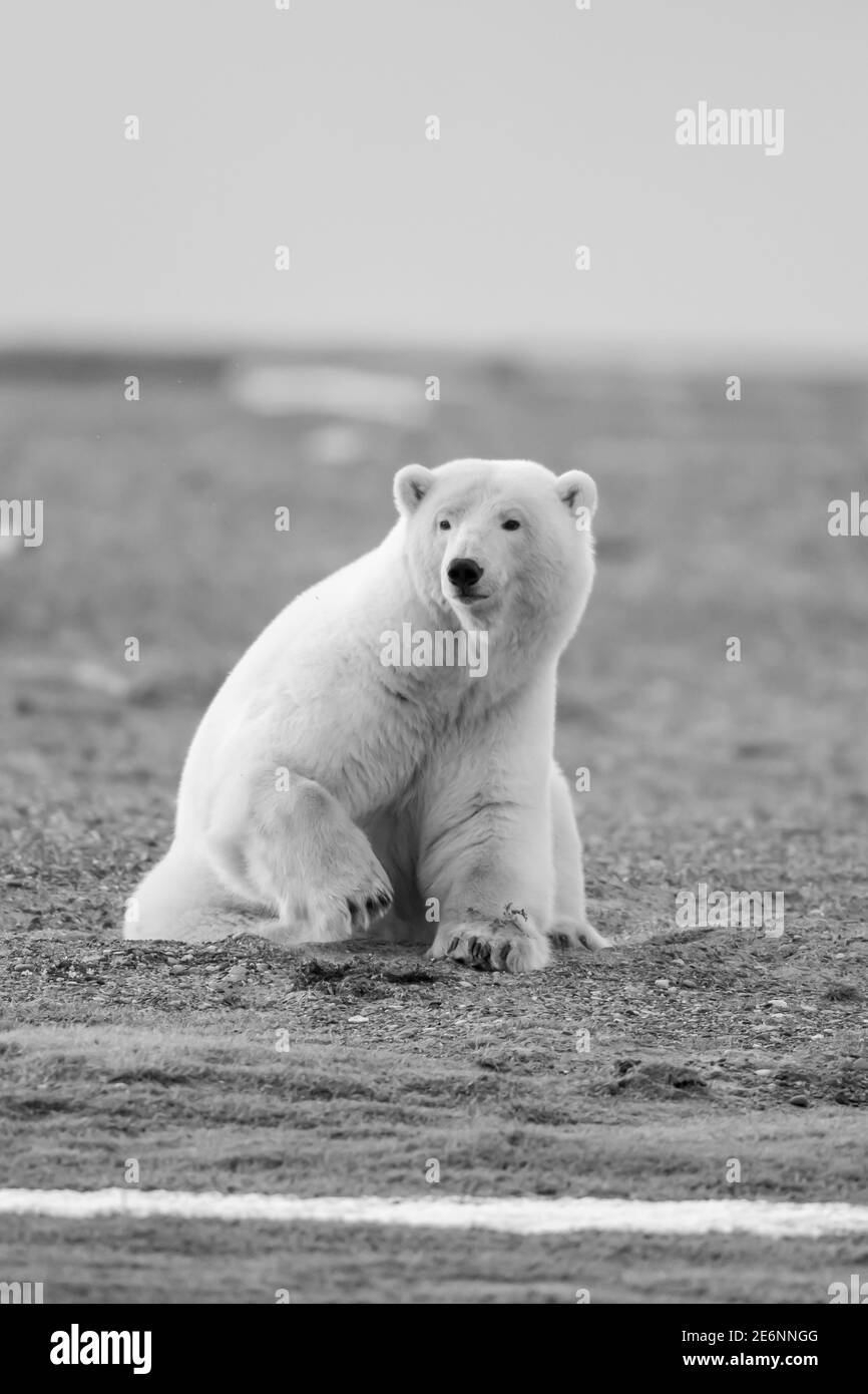 Eisbär (Ursus maritimus) im Polarkreis von Kaktovik, Alaska Stockfoto