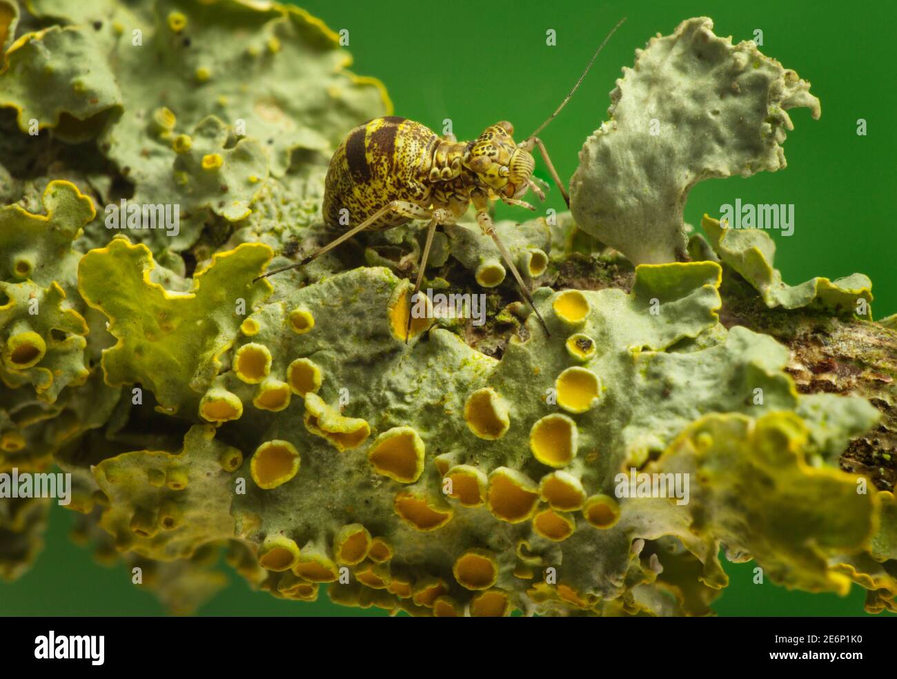 Mesopsocus immuniz auf Xanthoria parietina Stockfoto