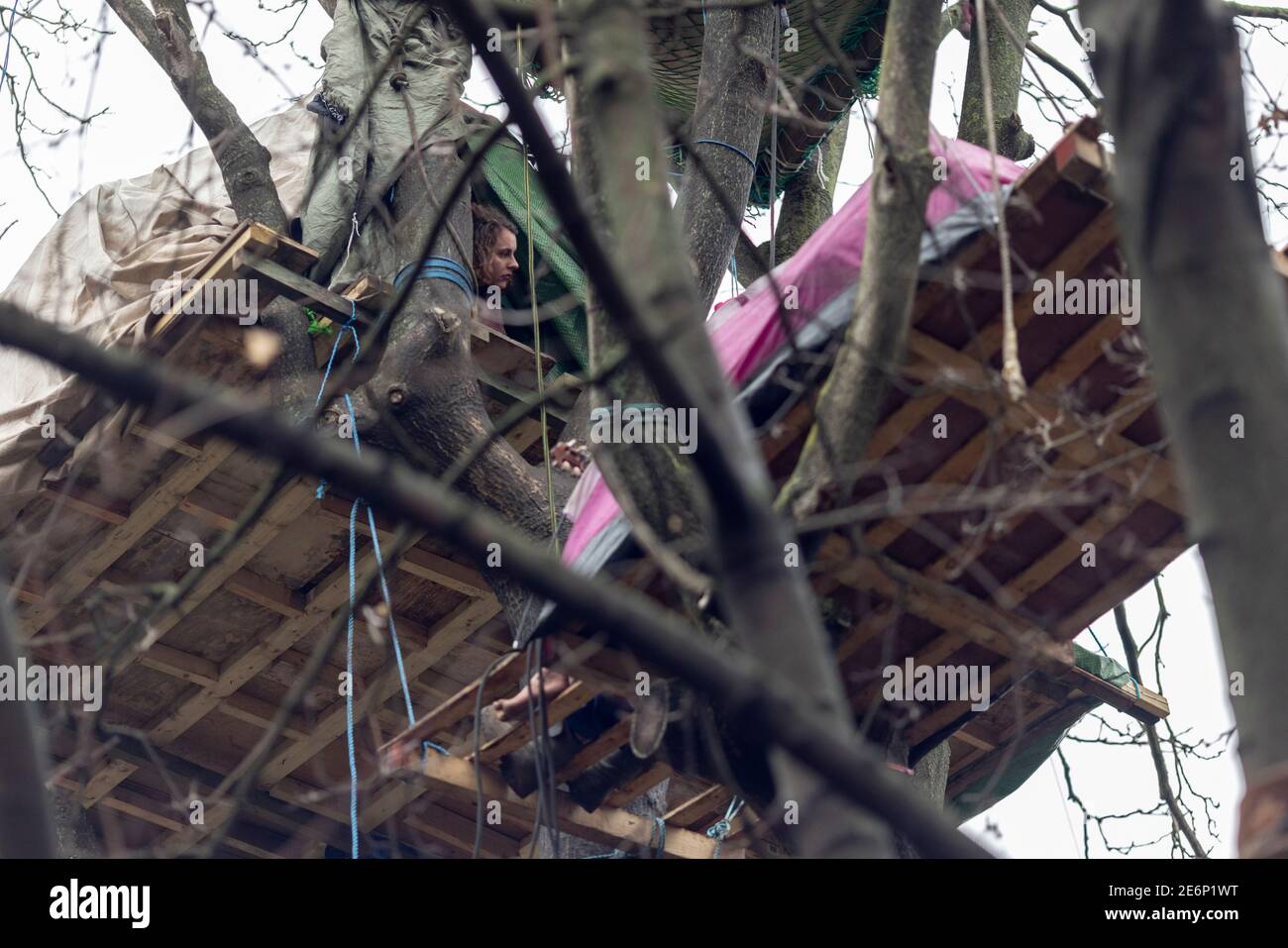 Räumung von Stop HS2 Demonstranten vom Campingplatz in Euston Square Gardens, London, 27. Januar 2021. Ein Protestler schaut aus ihrem Zelt in einem Baum. Stockfoto