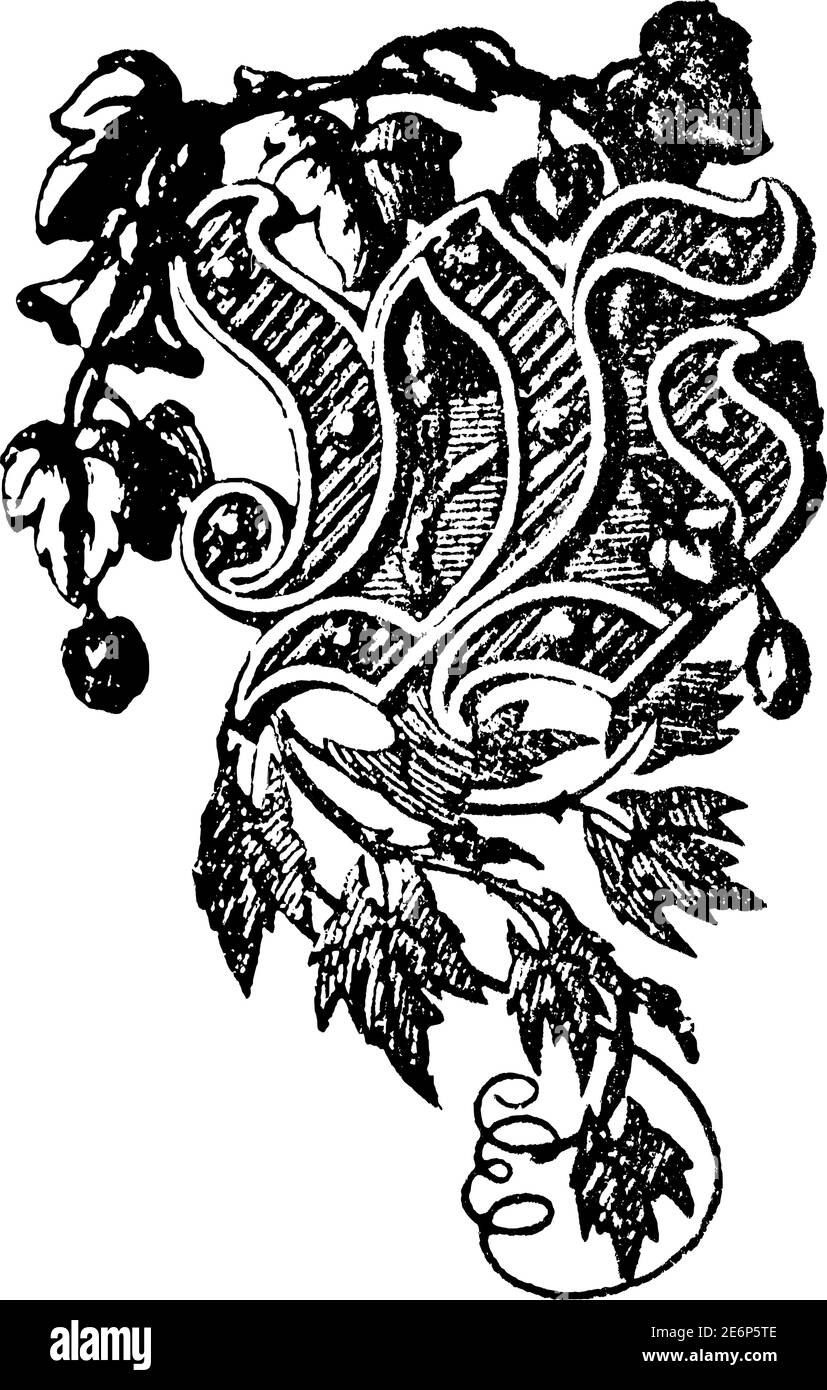 Dekorativer Großbuchstabe W. Vintage Gravur oder Linienzeichnung Illustration. Blumenschmuck. Stock Vektor