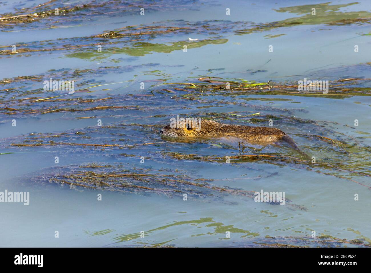 Ein Porträt einer Bisamratte, die im Tiber in Rom, Italien, schwimmt. Das Nagetier wird auch Musquash genannt. Neben als Schädling, es ist auch ein Stockfoto